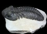Large, Drotops Trilobite - Issoumour, Morocco #45606-3